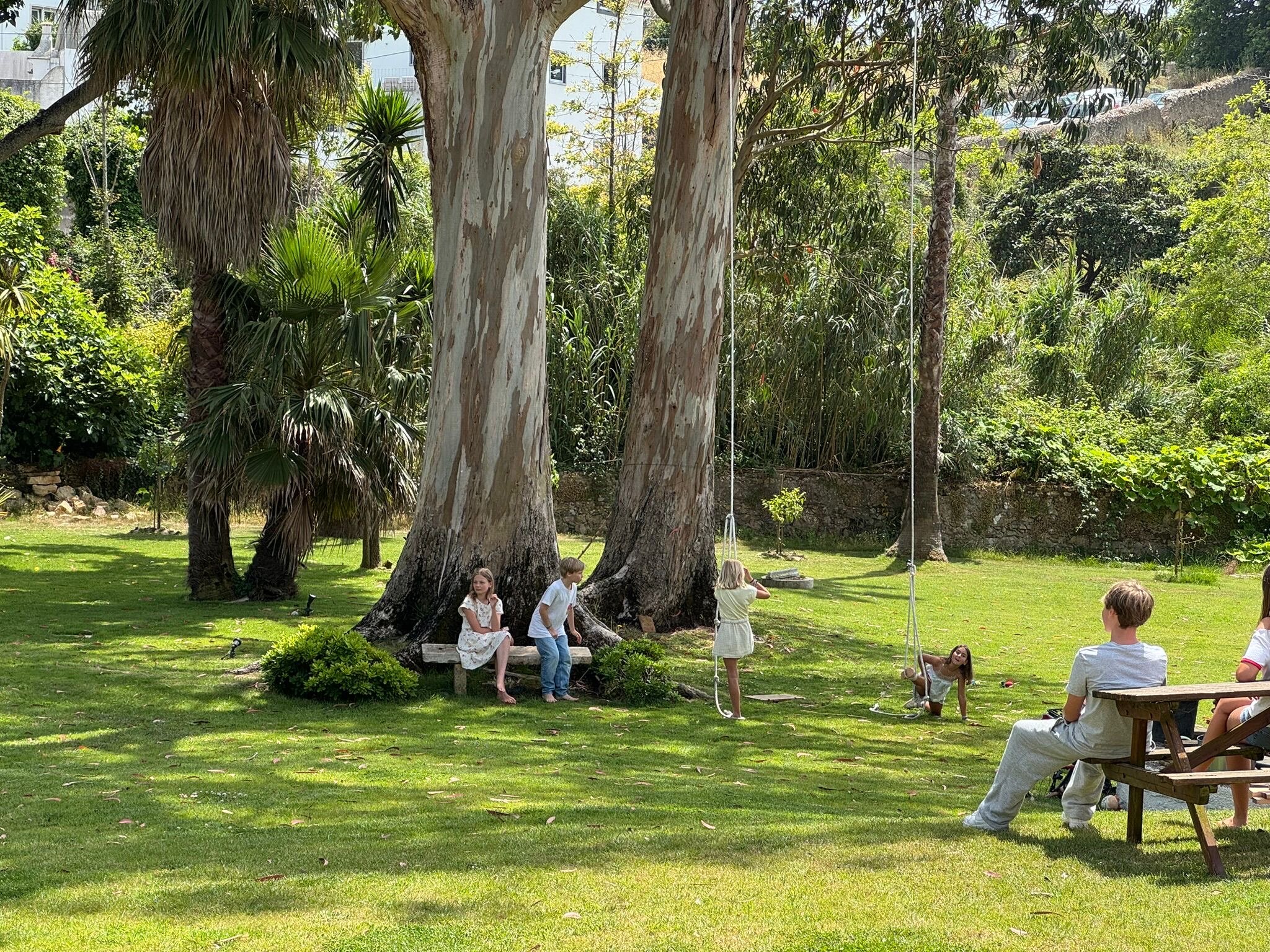 Family on a bench and picnic table beneath tall pale eucalyptus trunks