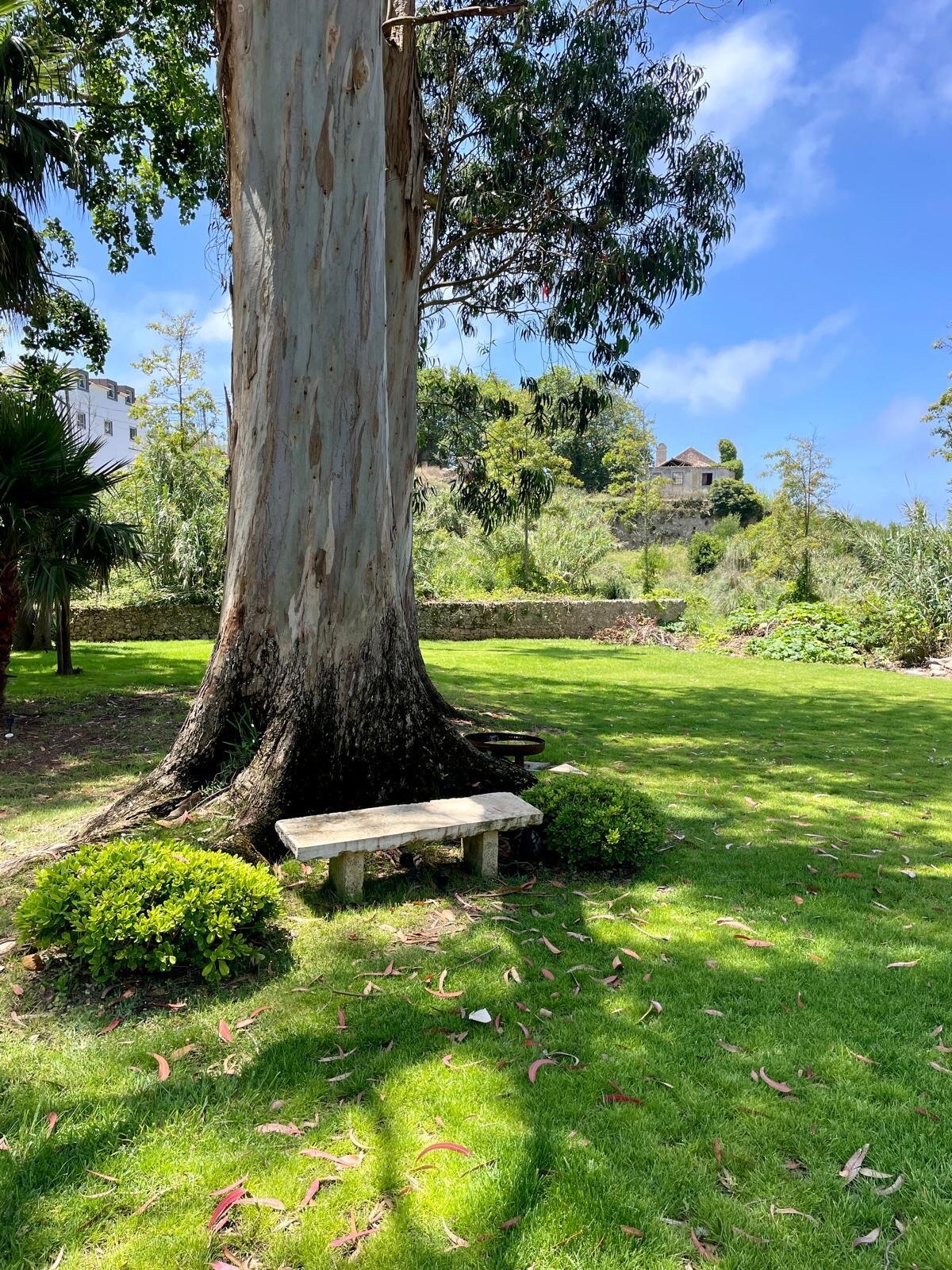 A low stone bench at the base of a great eucalyptus under blue sky
