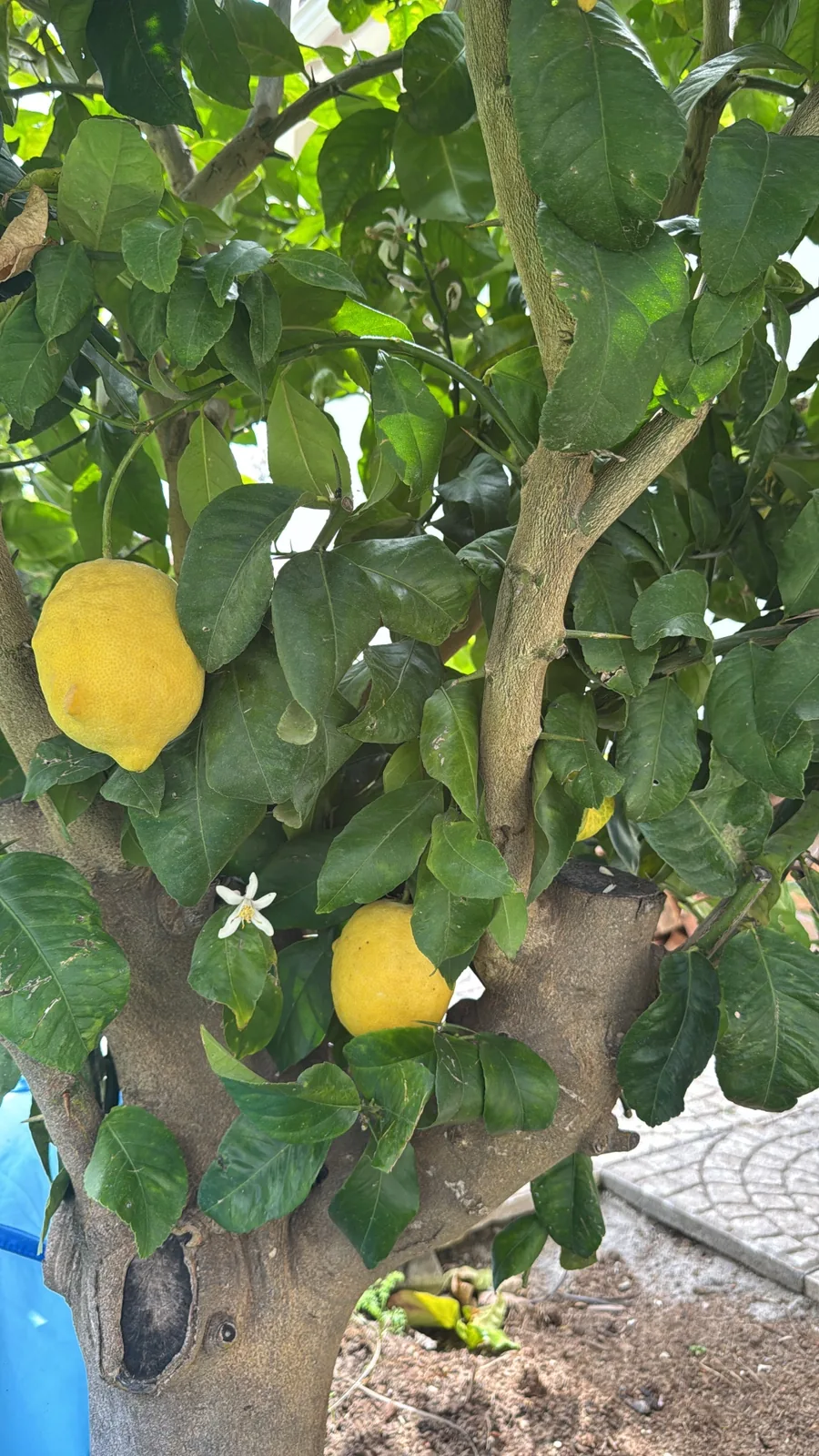 Our own lemon tree, heavy with ripe fruit and white blossoms