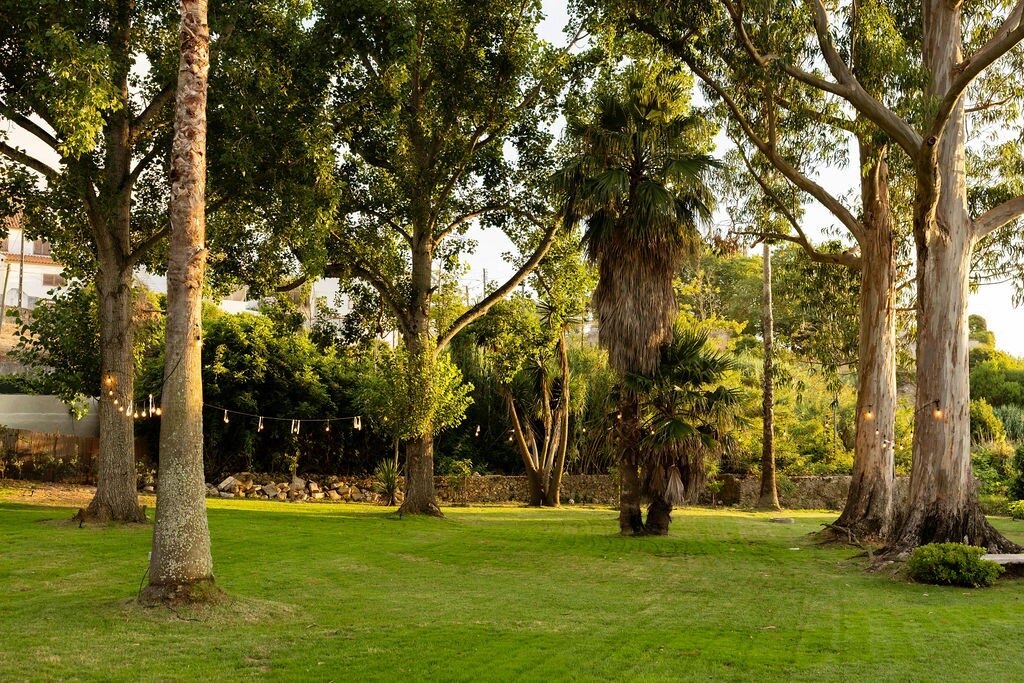 Eucalyptus and palms over an open sunlit lawn with a rope swing
