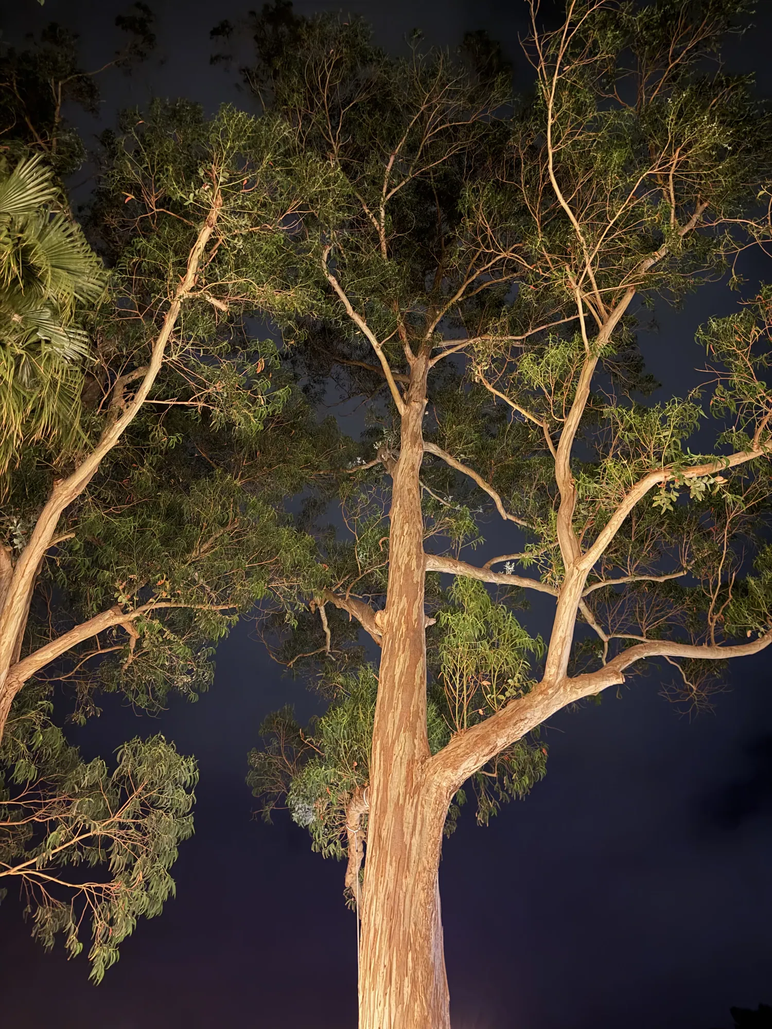 Eucalyptus canopy lit from below against a deep night sky