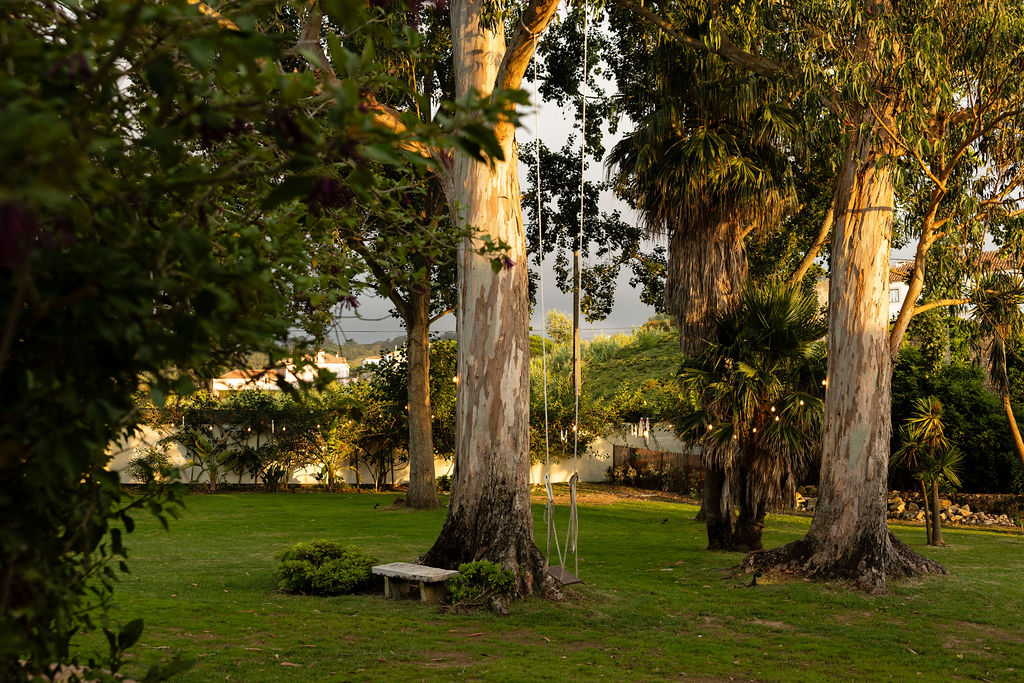 Eucalyptus trees at golden hour with a rope swing and festoon lights