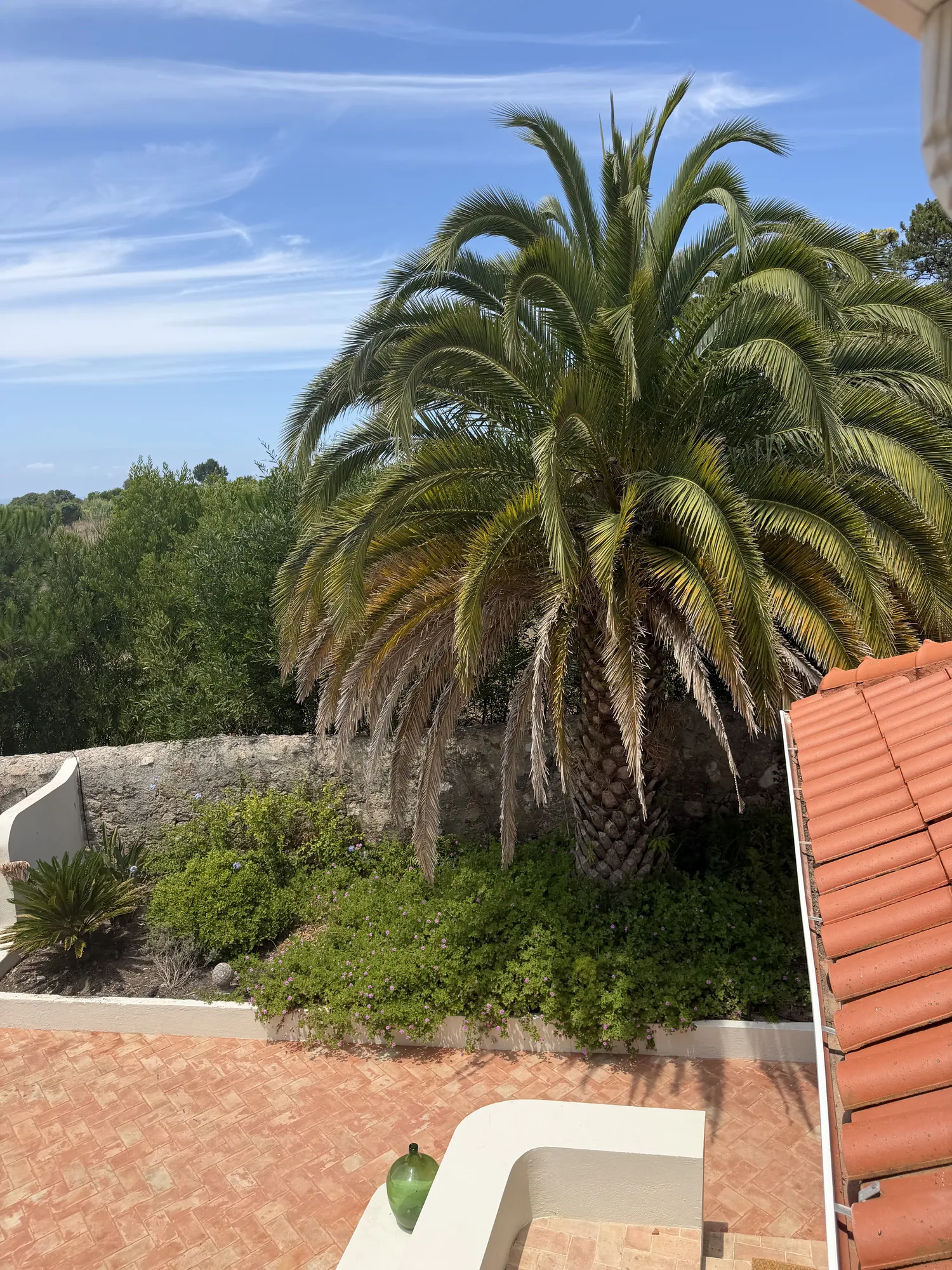 A large Canary palm rising above the terracotta roof, seen from the upper terrace