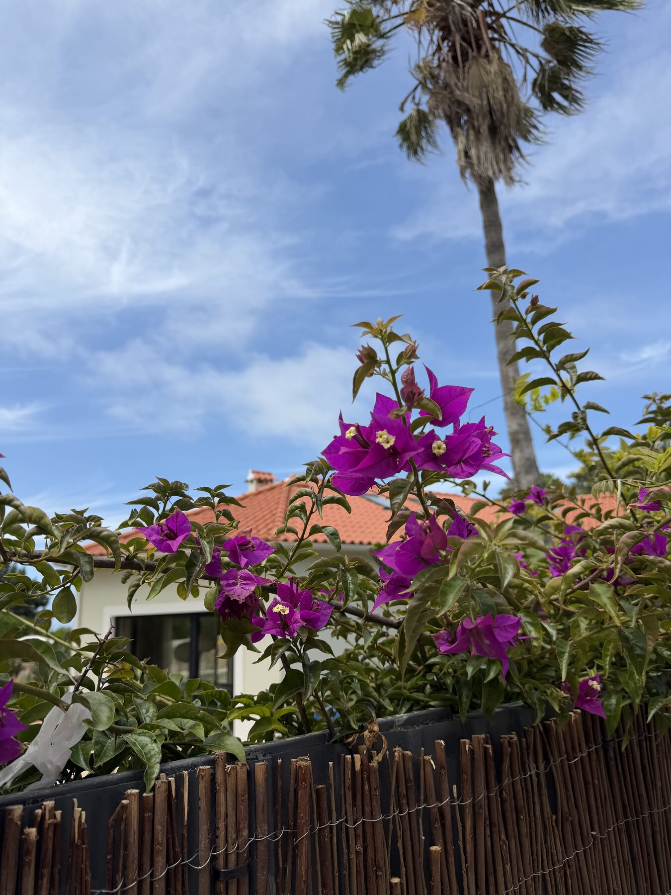 Bougainvillea and palm above the terracotta roof