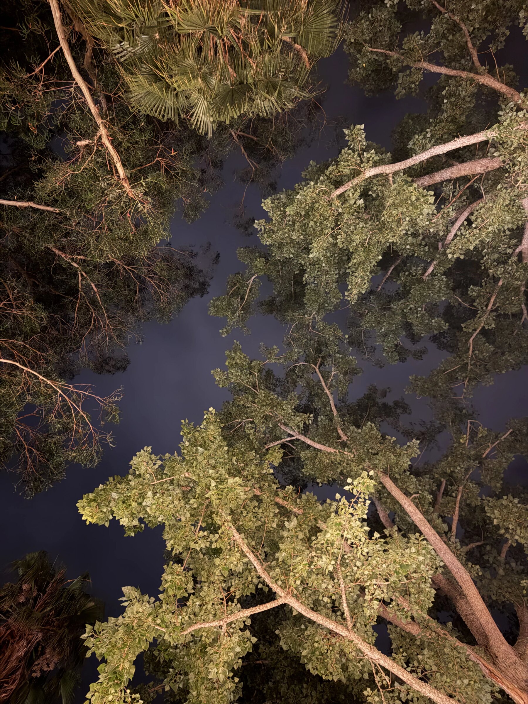 Looking straight up into the tree canopy at night, branches lit warm against deep blue